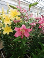 [5564 PO67 Fedora No01.JPG]